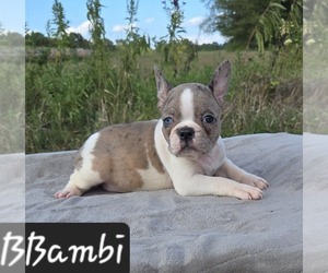 Faux Frenchbo Bulldog Puppy for sale in POMEROY, OH, USA