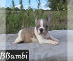 Image preview for Ad Listing. Nickname: Bambi