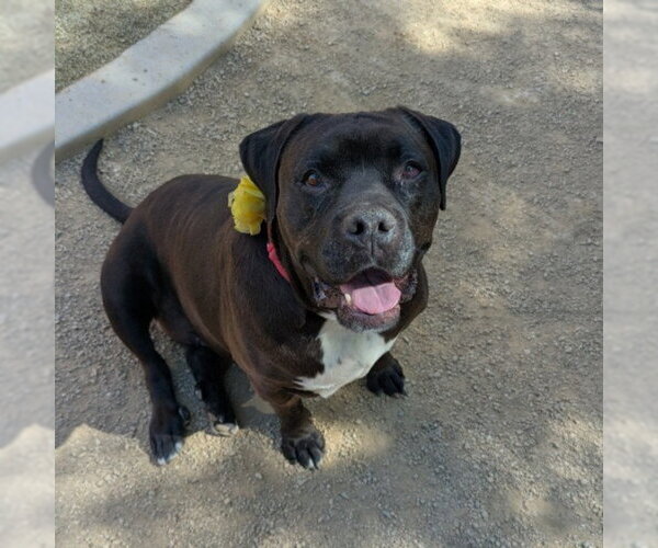Medium Photo #1 Mutt Puppy For Sale in Las Vegas, NV, USA