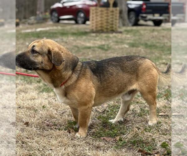 Medium Photo #2 Basset Hound-Unknown Mix Puppy For Sale in Yardley, PA, USA