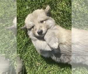 German Shepherd Dog-Great Pyrenees Mix Puppy for sale in KENT, WA, USA