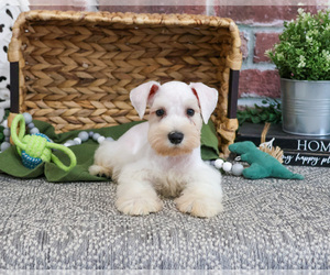 Schnauzer (Miniature) Puppy for sale in SYRACUSE, IN, USA