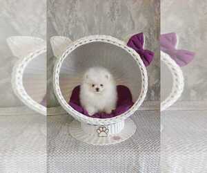 Pomeranian Puppy for sale in EMPIRE STATE, NY, USA