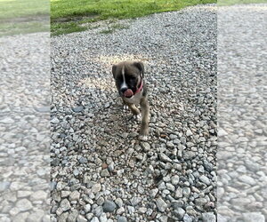 Mutt Dogs for adoption in Mooresville, NC, USA