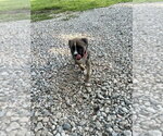 Small Mutt