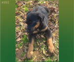 Small Photo #2 Rottweiler Puppy For Sale in HACKETT, AR, USA