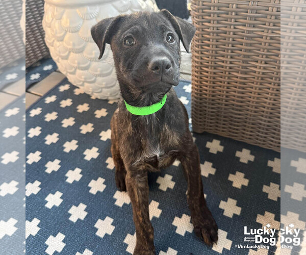 Medium Photo #3 Labrador Retriever-Unknown Mix Puppy For Sale in Washington, DC, USA