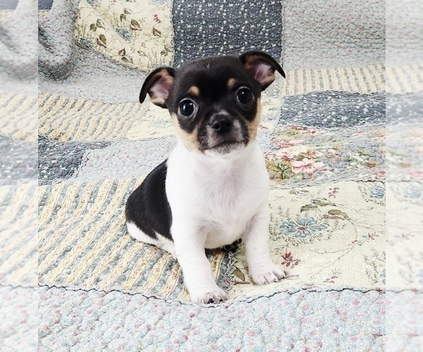 Medium Photo #3 Chihuahua Puppy For Sale in RUSTBURG, VA, USA