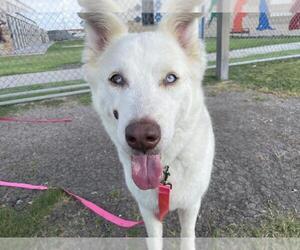 Huskies -Unknown Mix Dogs for adoption in Corpus Christi, TX, USA