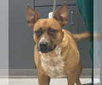 Small #2 Retriever  Mix