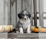Small Photo #5 Aussiedoodle Puppy For Sale in FREDERICKSBURG, OH, USA