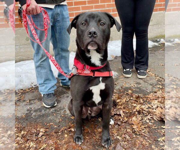 Medium Photo #22 Labrador Retriever-Unknown Mix Puppy For Sale in Canton, CT, USA