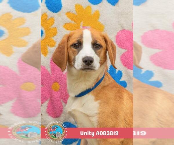 Medium Photo #2 Beagle-Unknown Mix Puppy For Sale in Mobile, AL, USA
