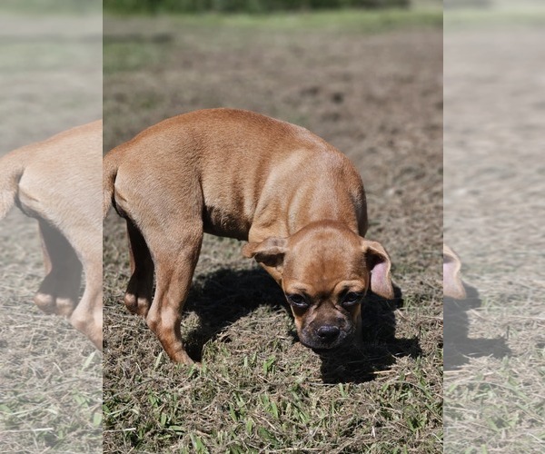 Medium Photo #3 Chug Puppy For Sale in Wakefield, RI, USA