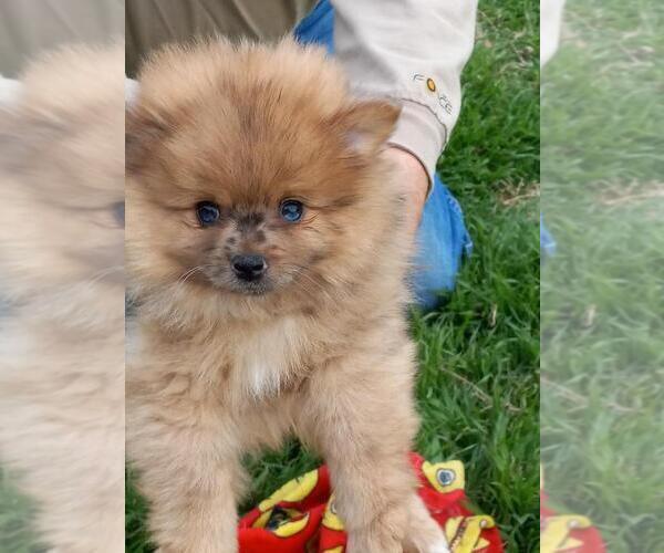 Medium Photo #8 Pomeranian Puppy For Sale in DECATUR, TX, USA