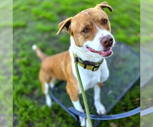 PENNY - Female Labrador Retriever-Unknown Mix Dog for Adoption - Photo #4