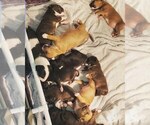 Small Photo #16 Bull Terrier Puppy For Sale in BUCKLIN, KS, USA