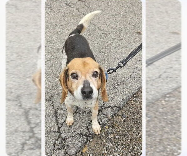 Medium Photo #2 Beagle-Unknown Mix Puppy For Sale in Springdale, PA, USA
