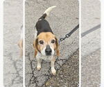 Small #1 Beagle Mix