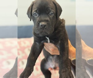 Charlotte's Puppy Tucker - Male Labrador Retriever-Unknown Mix Dog for Adoption - Photo #2