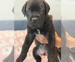 Small Photo #2 Labrador Retriever-Unknown Mix Puppy For Sale in San Diego, CA, USA