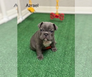 French Bulldog Puppy for sale in SAN ANTONIO, TX, USA