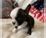 Small Photo #6 French Bulldog Puppy For Sale in JOHNS ISLAND, SC, USA