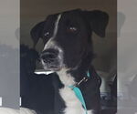 Small #3 Labrador Retriever Mix