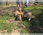 Small #8 Yorkshire Terrier