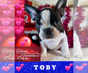 French Bulldog Puppy for sale in HEATHROW, FL, USA