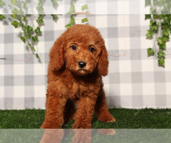 Medium Photo #1 Goldendoodle (Miniature) Puppy For Sale in MARIETTA, GA, USA