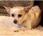 Small Photo #8 Chihuahua Puppy For Sale in Dana Point, CA, USA