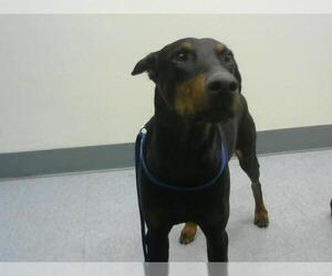 Doberman Pinscher Dogs for adoption in Big Bear City, CA, USA