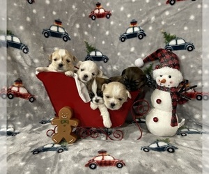 Shih Tzu Litter for sale in NASHVILLE, IL, USA