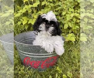 Shih Tzu Puppy for sale in MIDDLEBURY, IN, USA