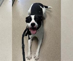 Mutt Dogs for adoption in Newton, NC, USA