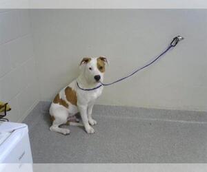American Pit Bull Terrier-Unknown Mix Dogs for adoption in Pasadena, TX, USA