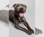Small #1 American Pit Bull Terrier
