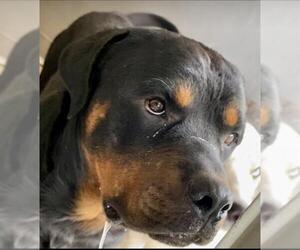 Rottweiler Dogs for adoption in San Bernardino, CA, USA