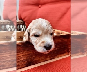 Goldendoodle (Miniature) Puppy for sale in WOODLAND, WA, USA