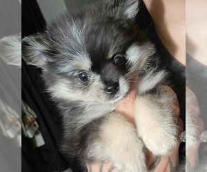 Pomeranian Puppy for sale in VICTORVILLE, CA, USA