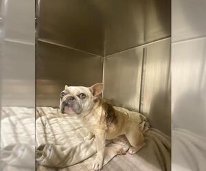 French Bulldog Dogs for adoption in Modesto, CA, USA