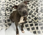 Small American Staffordshire Terrier