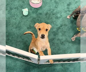 Chihuahua-Unknown Mix Dogs for adoption in Sanford, FL, USA