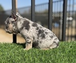 Small #10 French Bulldog