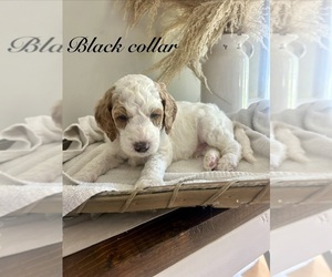 Poodle (Standard) Puppy for sale in HIGH POINT, NC, USA