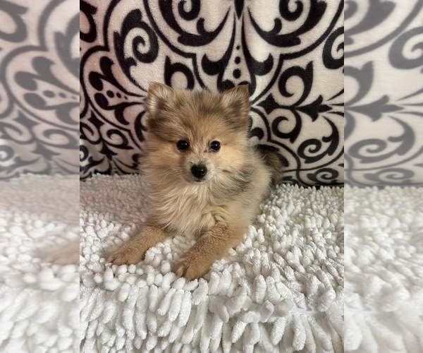 Medium Photo #1 Pomeranian Puppy For Sale in MARTINSVILLE, IN, USA