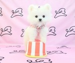 Small Photo #19 Pomeranian Puppy For Sale in LAS VEGAS, NV, USA