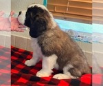 Small #3 Saint Bernard