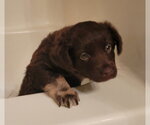 Small #2 Basset Hound Mix